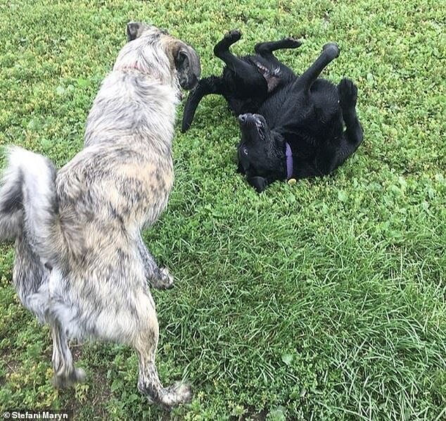 Друзья встречаются вновь: собаки счастливы увидеться после карантина!