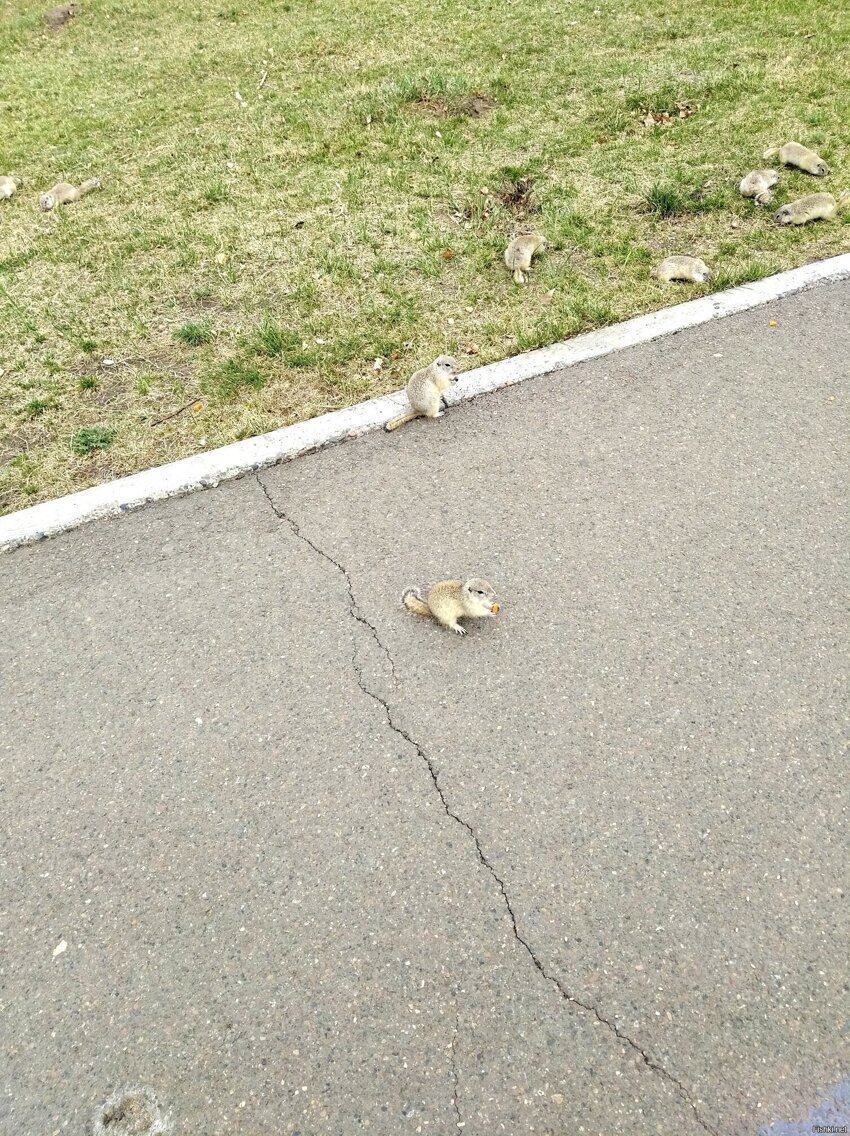 Сколько сусликов на фотке 1, 2 и 3