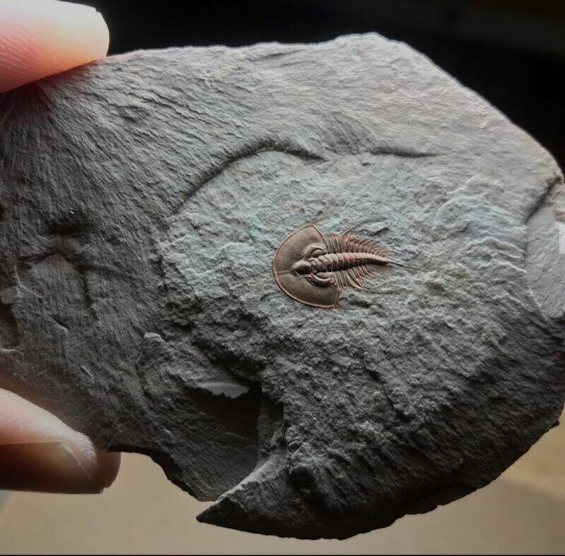 Отлично сохранившийся Трилобит возрастом ~ 500 млн. лет.