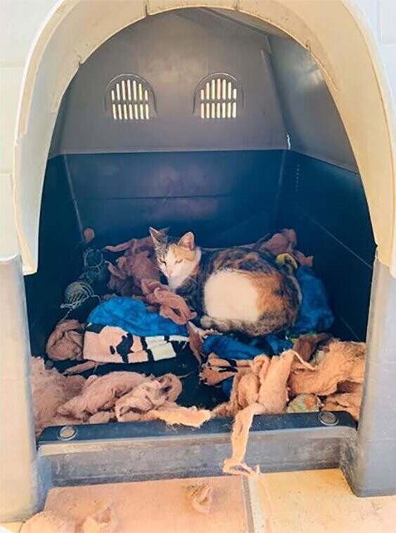 Питбуль привел домой беременную бездомную кошку и помог ей родить
