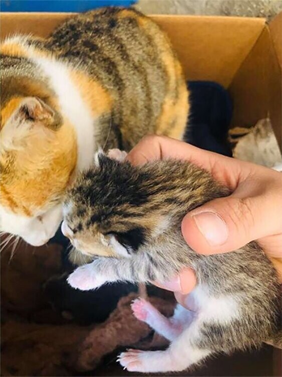 Питбуль привел домой беременную бездомную кошку и помог ей родить