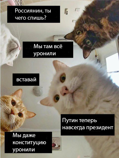 "Наташ, ты спишь?": подборка мемов с котиками Наташи, которые осуждают, но не сдаются