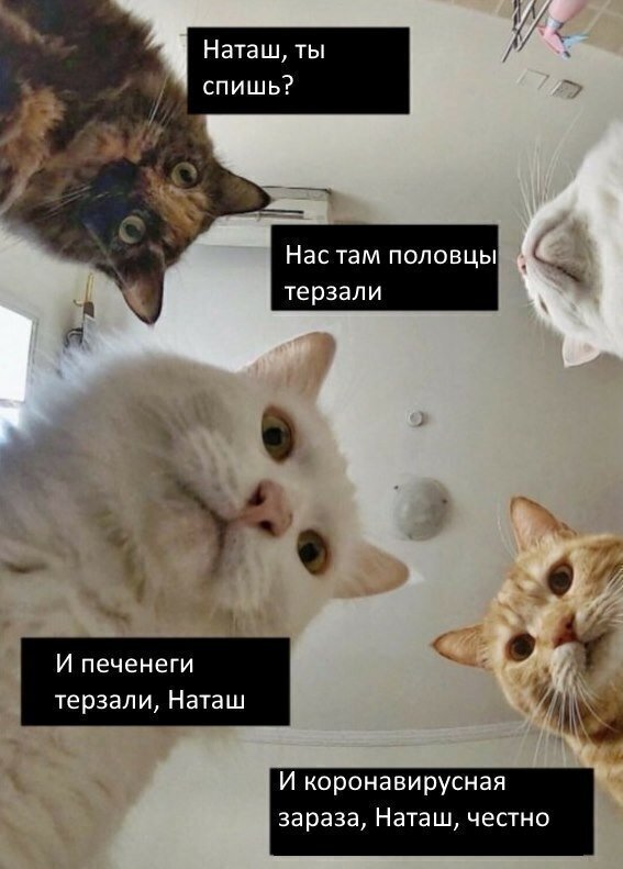 "Наташ, ты спишь?": подборка мемов с котиками Наташи, которые осуждают, но не сдаются