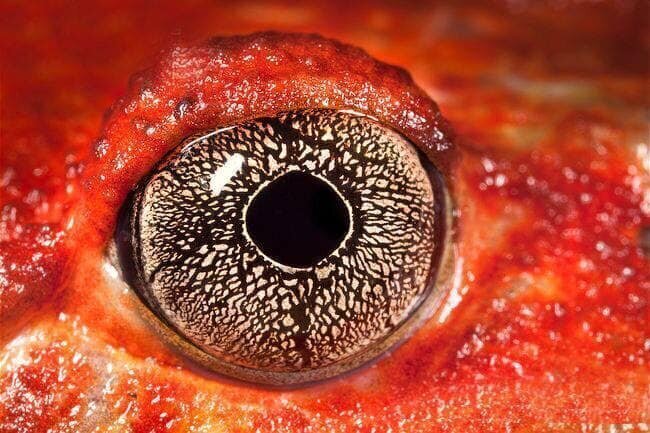 32. У томатной лягушки много различных видов зрительных нервов