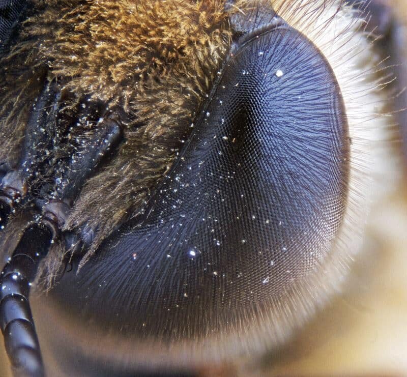 18. Благодаря великолепному зрению, пчелы видят ультрафиолетовые лучи