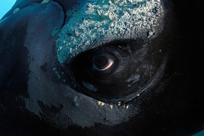 11. У морских млекопитающих, таких как этот кит, ограниченное зрение - из-за того, что вода преломляет свет