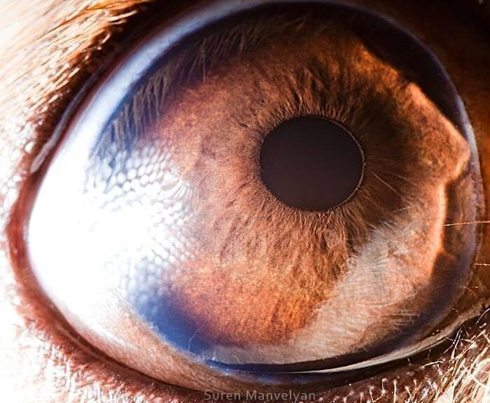 31. Глаз пекинеса. Раньше считалось, что собаки видят в черно-белых тонах, но их зрение не настолько ограничено - они просто различают не все цвета
