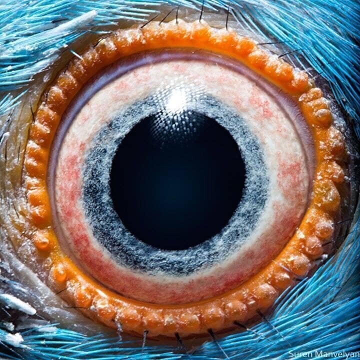 27. Еще один необычный глаз попугая