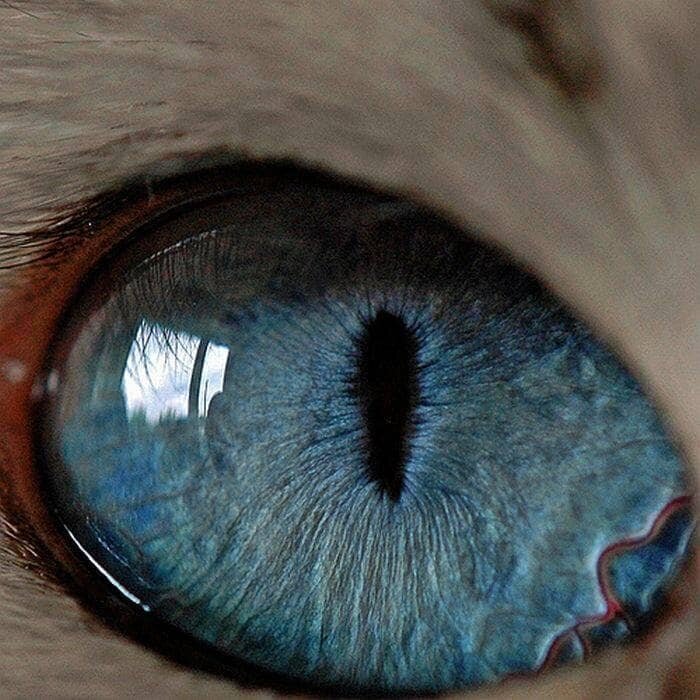 1. Кошки могут видеть в восемь раз лучше людей