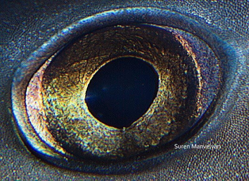 35. Вокруг глаз акулы есть мембраны, которые повышают чувствительность зрения с помощью светоотражающего "экрана"