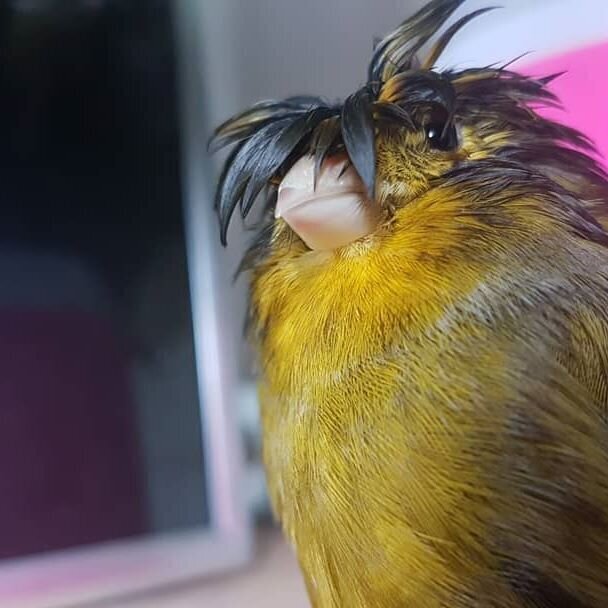 Смешная птичка с оригинальной причёской