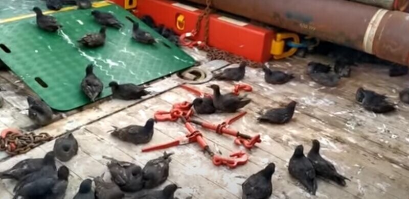Птичек жалко: на Сахалине сотни серых буревестников оказались заложниками  судна