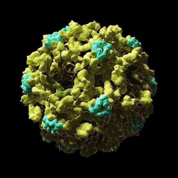Вирус западного Нила (птичий грипп) - умерло около 10.000 человек во всем мире