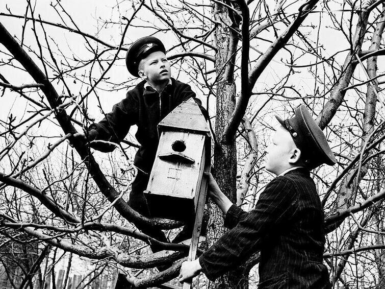 Подготовка к прилету птиц, 11 апреля 1959 года, Московская обл., г. Егорьевск