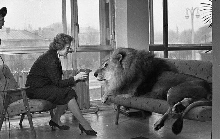 Дрессировщица Ирина Бугримова в холле со львом, 1962 – 1965 год