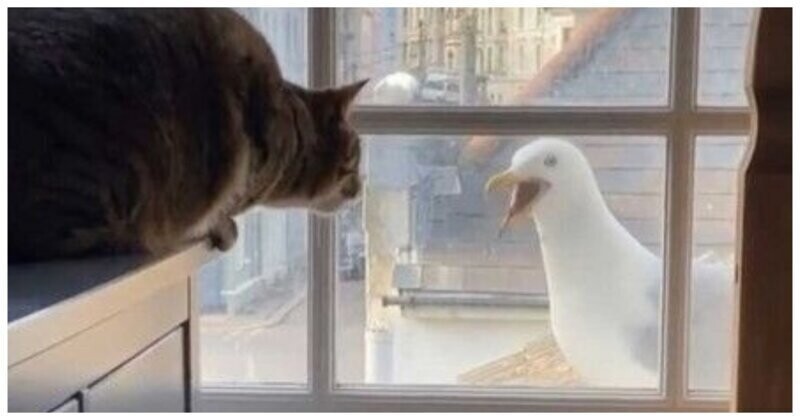 Кошка поговорила с чайкой через окно
