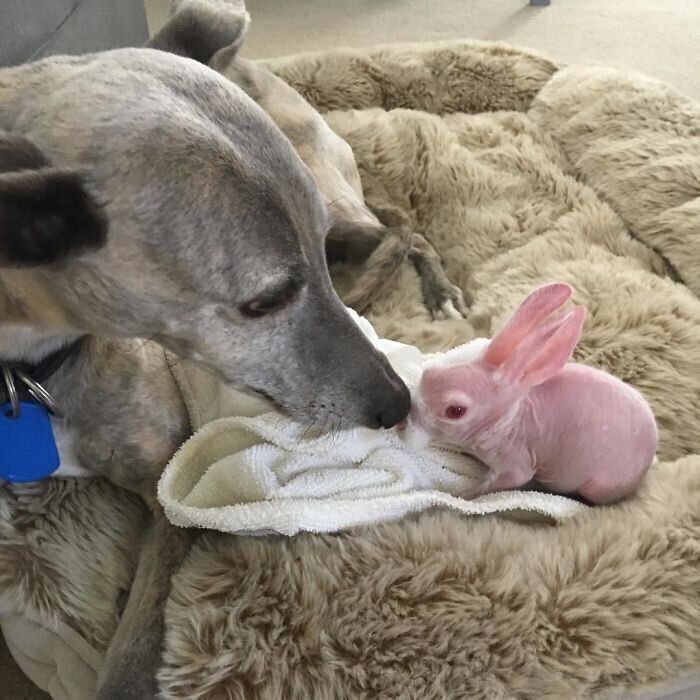 Лысый кролик, спасенный от эвтаназии, стал звездой соцсетей
