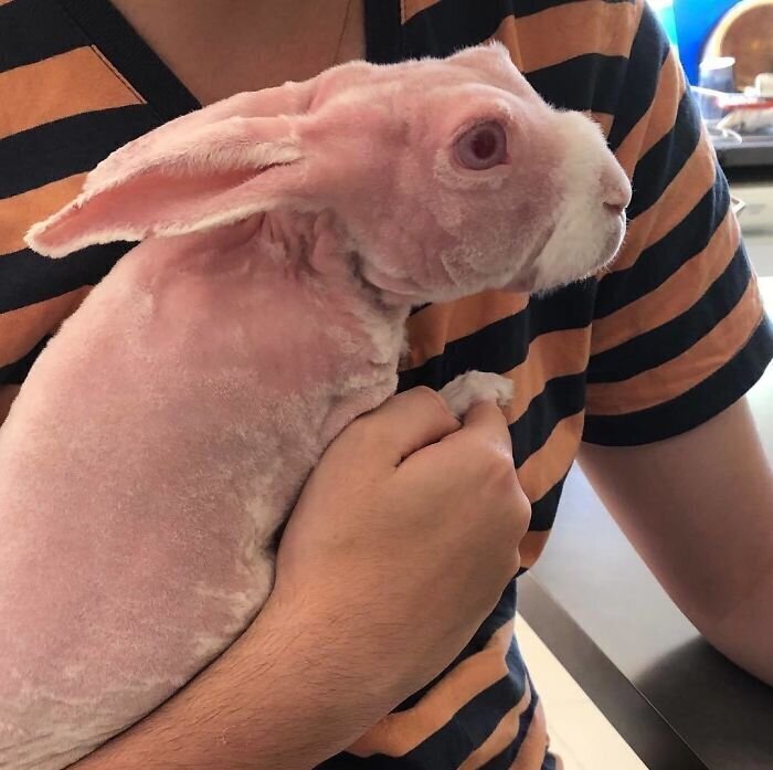 Лысый кролик, спасенный от эвтаназии, стал звездой соцсетей
