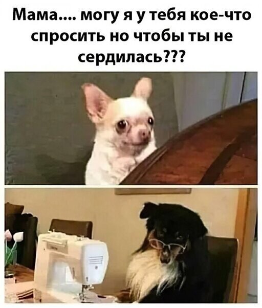 Прикольные и смешные картинки