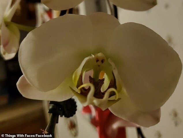 Орхидея смотрит на вас глазами инопланетянина