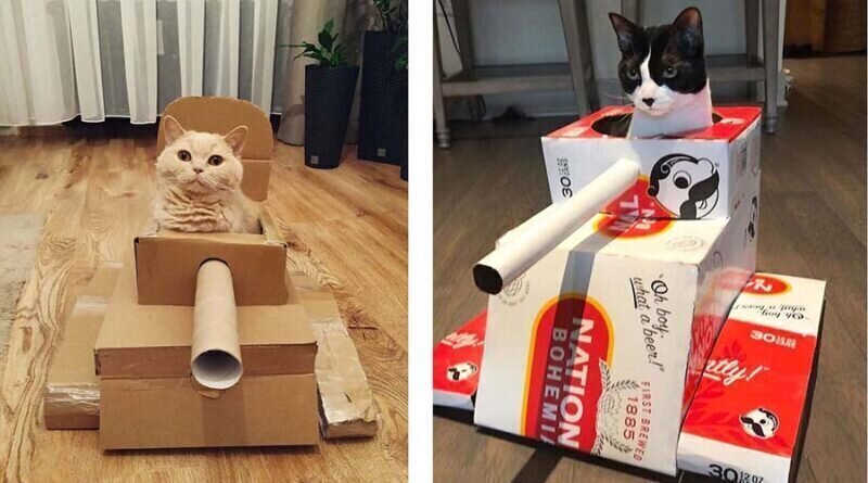Кот в танке: владельцы домашних животных строят для своих любимцев картонную бронетехнику