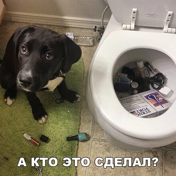 Прикольные и смешные картинки