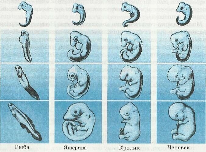 Устаревшая теория, которую преподают в школе: зачем человеческому эмбриону жабры и хвост?