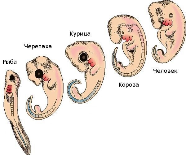 Устаревшая теория, которую преподают в школе: зачем человеческому эмбриону жабры и хвост?