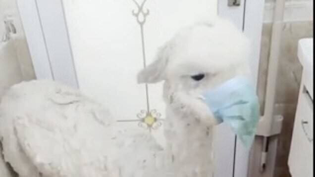Хозяйка альпаки надела маску на своего плюющегося питомца