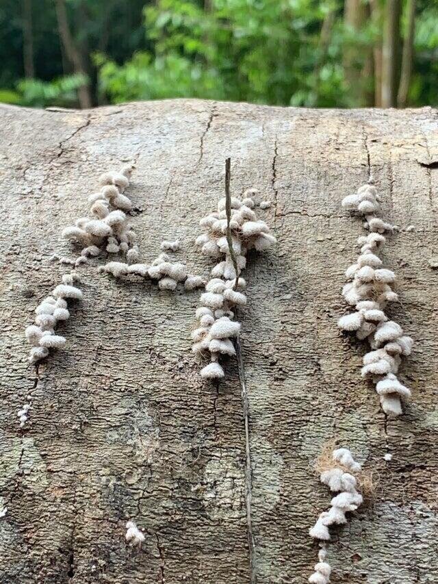 Группа грибов, выросших на дереве, говорит «привет»