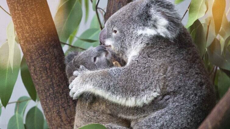 Детёныши коалы в первые месяцы жизни начинает поедать экскременты матери, состоящие из полупереваренных листьев эвкалипта, — таким путём в пищеварительный тракт молодых коал попадают микроорганизмы, необходимые для пищеварительного процесса
