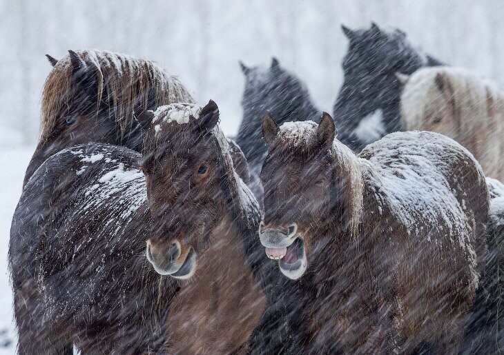 Исландские лошади на конном заводе возле Франкфурта, Германия, четверг, 27 февраля 2020. (Фото Michael Probst):
