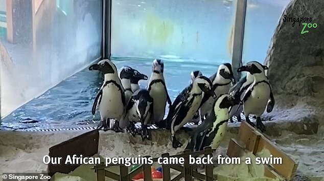 Пингвины из Сингапурского зоопарка сходили на экскурсию