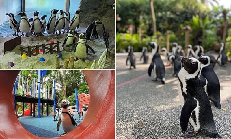 Пингвины из Сингапурского зоопарка сходили на экскурсию