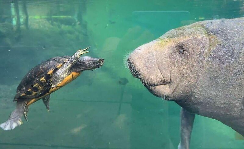 Необычная дружба: крошечная черепаха и гигантская ламантина