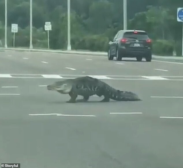 Аллигатор во Флориде решил продегустировать автомобилистов