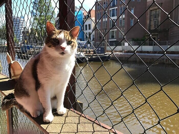 Плавучий Кошкин дом: одна из достопримечательностей Амстердама