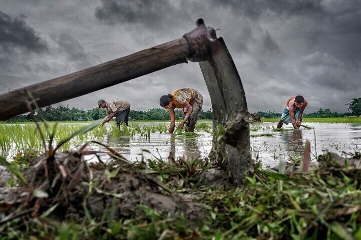 Гран-при — «Выращивание риса падди» (автор: Суджан Саркар, Индия).  