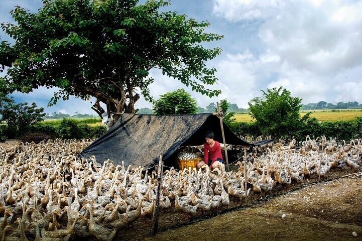 Поощрительная премия — «Сбор утиных яиц» (автор: Тран Ван Туй, Вьетнам).