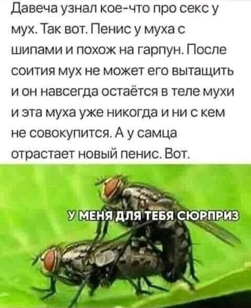 Прикольные и смешные картинки