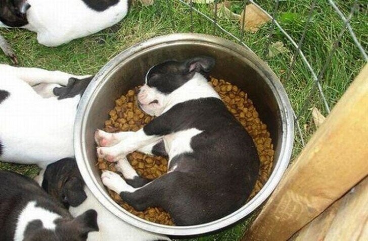 Спят усталые щеночки