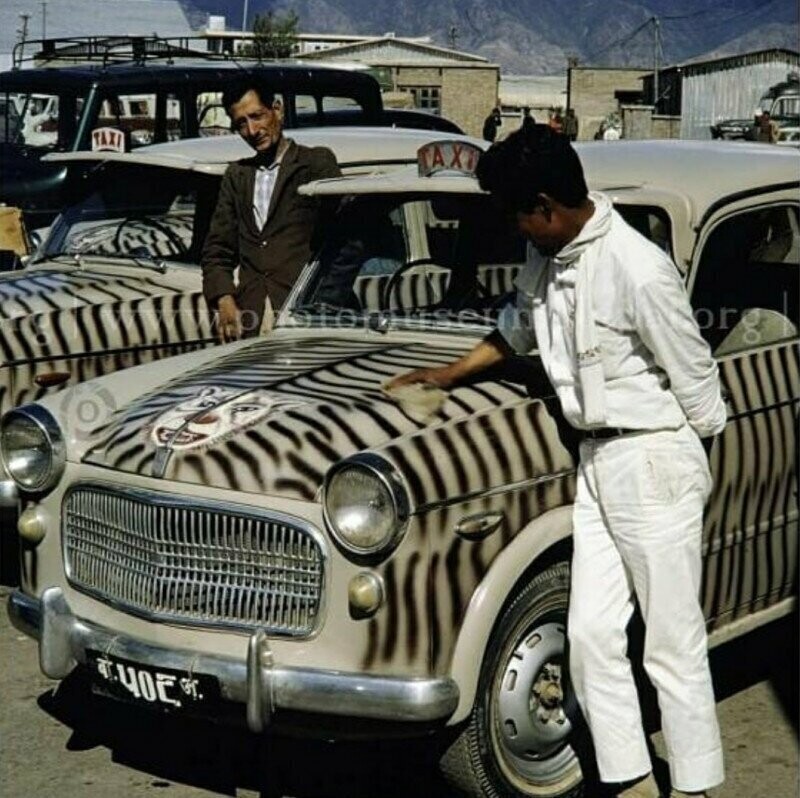 В течение 1960-х годов в Непале требовали, чтобы все такси были окрашены в тигровые полосы с головой тигра на капоте.