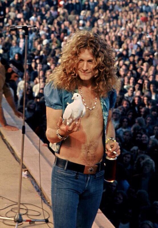 Роберт Плант из Led Zeppelin держит голубя, который прилетел к нему на сцену, 1973
