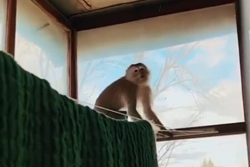 Контрабандная обезьяна сбежала от таможенников и устроила дебош на балконе