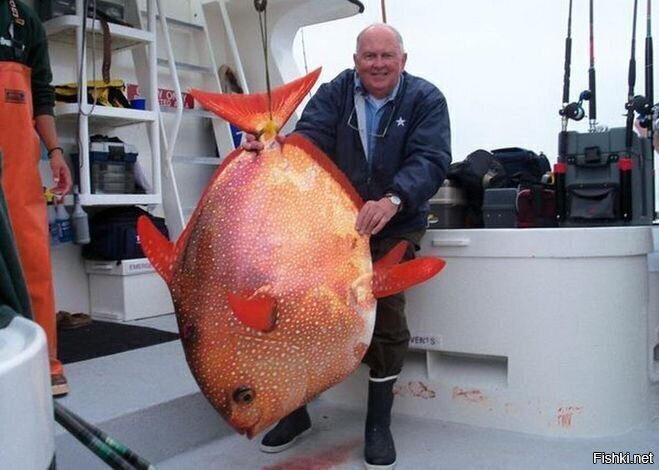 Краснопёрый опах, или солнечная рыба — единственная теплокровная рыба в мире
