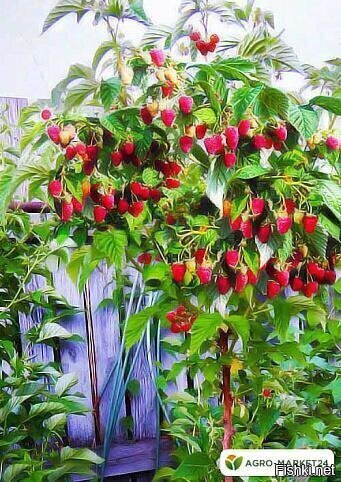 Малиновое дерево красное "Таруса" (ремонтантный сорт, ранний срок созревания)