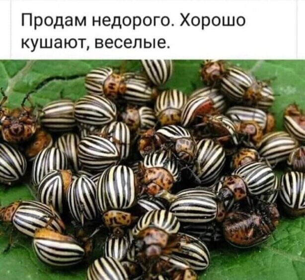 Прикольные и смешные картинки