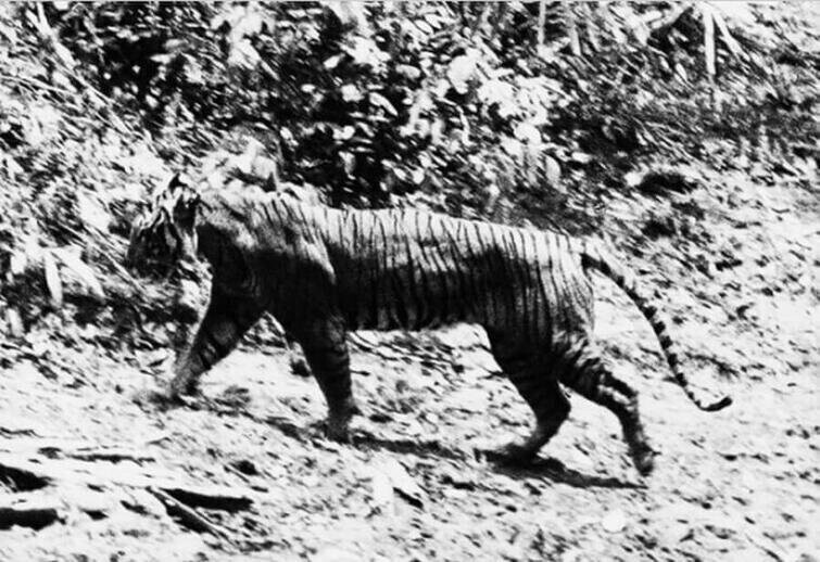 Последнее фото яванского тигра — полностью исчезнувшего вида животного, 1954 год