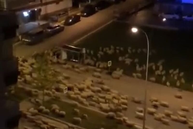 Десятки овец заполонили опустевшие турецкие улицы