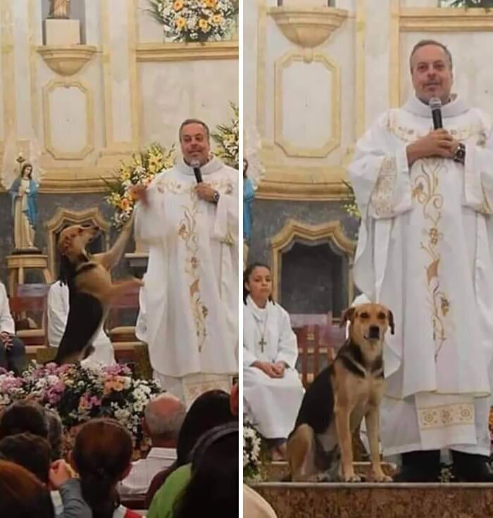 11. "Этот священник приносит в церковь уличных собак, чтобы их кто-нибудь забрал домой"